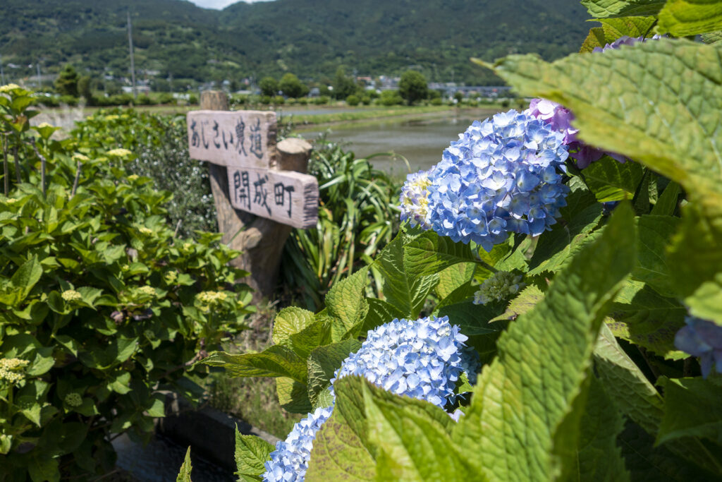 あじさい祭り