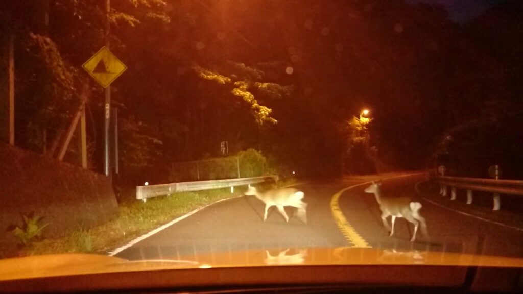 R246の旧道でシカと遭遇しました