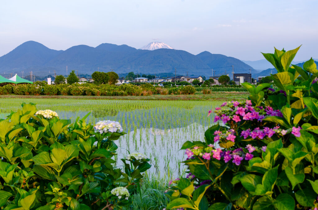 あじさいの里　6月4日