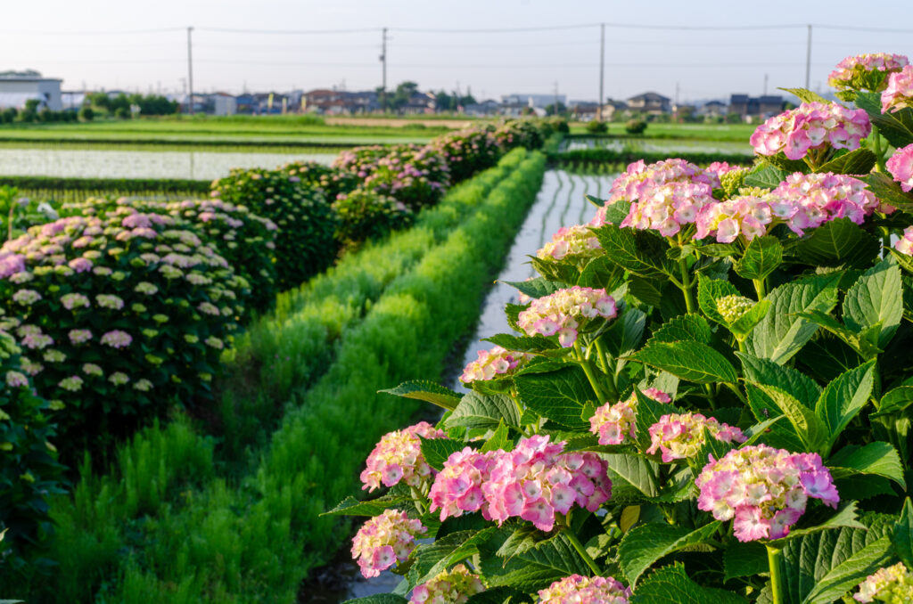 あじさいの里　6月4日