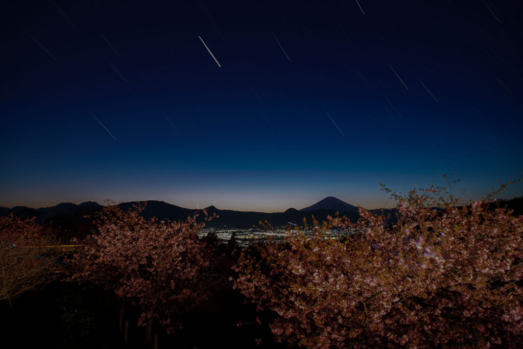 河津さくらと金星