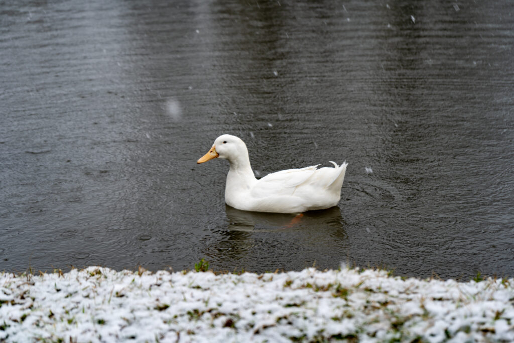水戸は雪