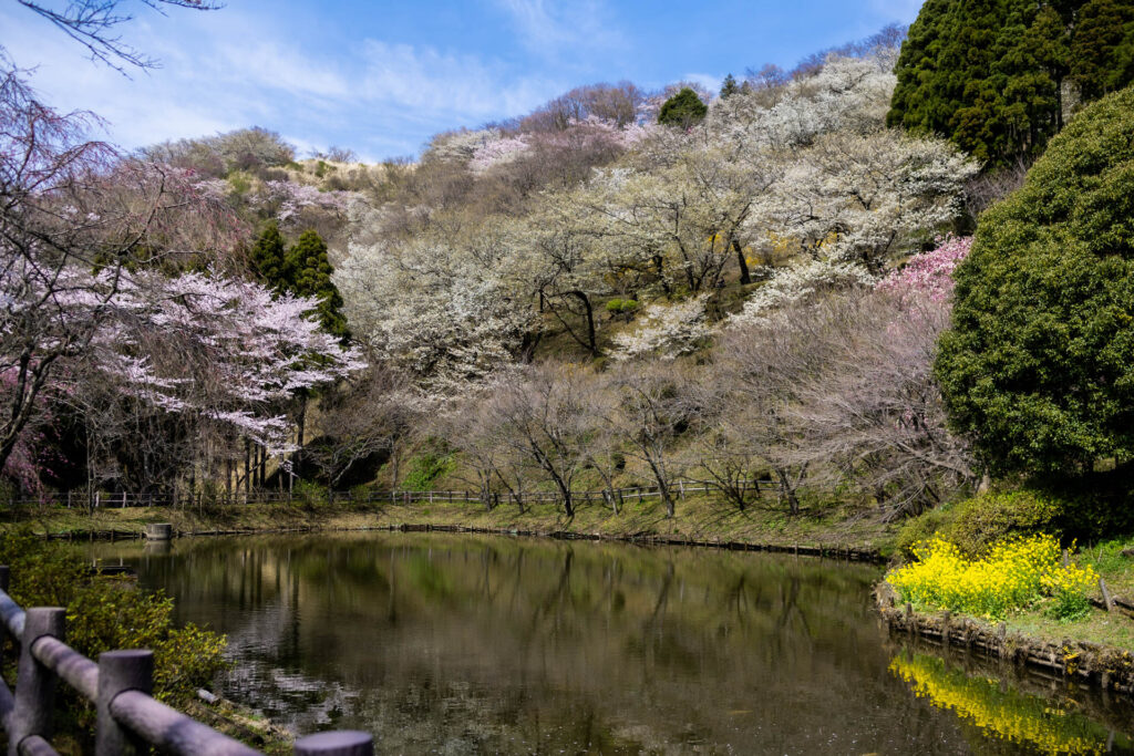 最明寺史跡公園