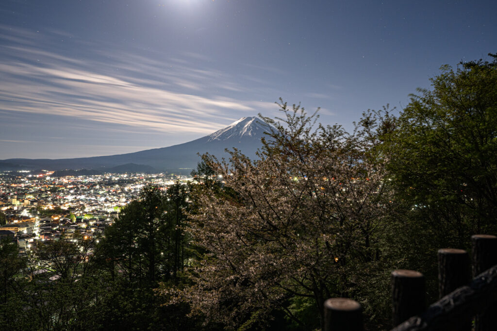 夜桜見物